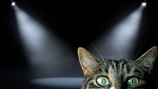 What Cats Can Teach Us About Public Speaking