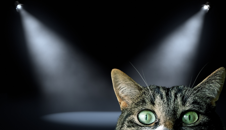 What Cats Can Teach Us About Public Speaking What Cats Can Teach Us About Public Speaking